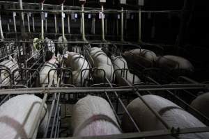 Wide view of sow stalls - Australian pig farming - Captured at CEFN Breeding Unit #2, Leyburn QLD Australia.