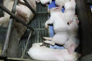 Farrowing crates at Bungowannah Piggery NSW - Australian pig farming - Captured at Bungowannah Piggery, Bungowannah NSW Australia.