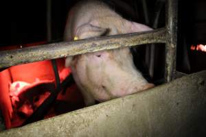 Farrowing crates at Springview Piggery NSW - Australian pig farming - Captured at Springview Piggery, Gooloogong NSW Australia.