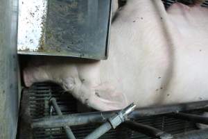 Farrowing crates at Bungowannah Piggery NSW - Australian pig farming - Captured at Bungowannah Piggery, Bungowannah NSW Australia.