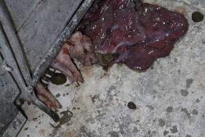 Dead piglet hanging out of farrowing crate - Australian pig farming - Captured at Corowa Piggery & Abattoir, Redlands NSW Australia.