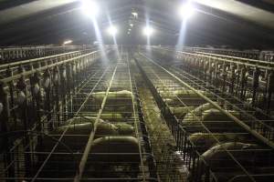 Wide view of huge sow stall shed - Australian pig farming - Captured at Grong Grong Piggery, Grong Grong NSW Australia.