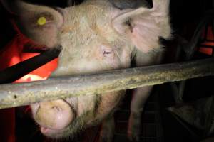 Farrowing crates at Springview Piggery NSW - Australian pig farming - Captured at Springview Piggery, Gooloogong NSW Australia.