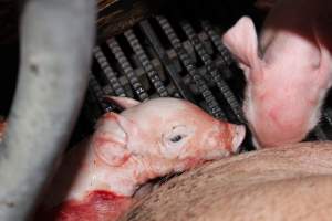 Farrowing crates at Selko Piggery NSW - Australian pig farming - Captured at Selko Piggery, Narrandera NSW Australia.