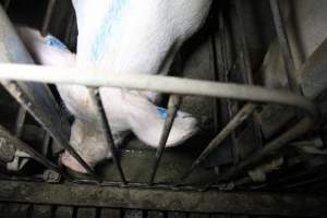 Sow stalls at CEFN Breeder Piggery QLD - Australian pig farming - Captured at CEFN Breeding Unit #2, Leyburn QLD Australia.