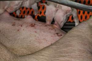 Sow with skin condition - Australian pig farming - Captured at Corowa Piggery & Abattoir, Redlands NSW Australia.