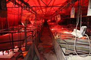 Looking down aisle of farrowing shed - Australian pig farming - Captured at Springview Piggery, Gooloogong NSW Australia.