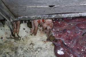 Dead piglet hanging out of farrowing crate - Australian pig farming - Captured at Corowa Piggery & Abattoir, Redlands NSW Australia.