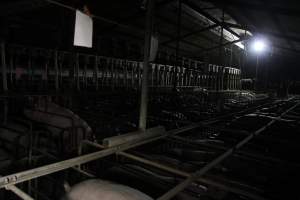 Wide view of sow stall shed - Australian pig farming - Captured at CEFN Breeding Unit #2, Leyburn QLD Australia.