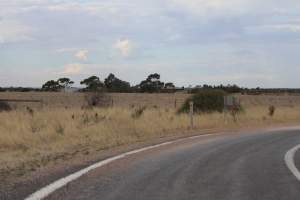 Sheds seen from road - Australian pig farming - Captured at Light Piggery, Lower Light SA Australia.