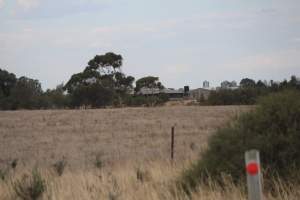 Sheds seen from road - Australian pig farming - Captured at Light Piggery, Lower Light SA Australia.