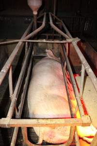 Farrowing crates at Springview Piggery NSW - Australian pig farming - Captured at Springview Piggery, Gooloogong NSW Australia.