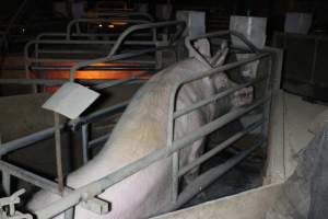 Farrowing crates at Deni Piggery NSW - Australian pig farming - Captured at Deni Piggery, Deniliquin NSW Australia.