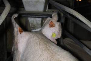 Farrowing crates at Deni Piggery NSW - Australian pig farming - Captured at Deni Piggery, Deniliquin NSW Australia.