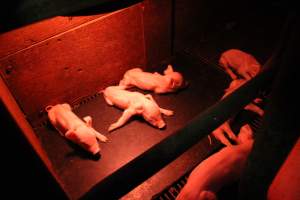 Piglet with splayed legs - Australian pig farming - Captured at Springview Piggery, Gooloogong NSW Australia.