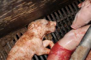 Farrowing crates at Selko Piggery NSW - Australian pig farming - Captured at Selko Piggery, Narrandera NSW Australia.