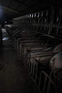 Row of sow stalls - Australian pig farming - Captured at CEFN Breeding Unit #2, Leyburn QLD Australia.