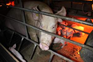 Farrowing crates at Finniss Park Piggery SA - Australian pig farming - Captured at Finniss Park Piggery, Mannum SA Australia.