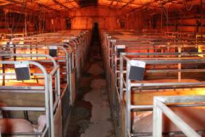 Farrowing crates at Finniss Park Piggery SA - Australian pig farming - Captured at Finniss Park Piggery, Mannum SA Australia.