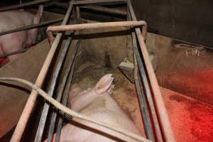 Farrowing crates at Springview Piggery NSW - Australian pig farming - Captured at Springview Piggery, Gooloogong NSW Australia.