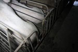 Back of sow stalls - Australian pig farming - Captured at CEFN Breeding Unit #2, Leyburn QLD Australia.