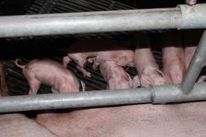 Farrowing crates at Selko Piggery NSW - Australian pig farming - Captured at Selko Piggery, Narrandera NSW Australia.