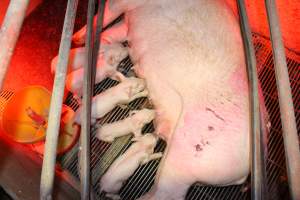 Sow with grazes or cuts on back thigh - Australian pig farming - Captured at Springview Piggery, Gooloogong NSW Australia.