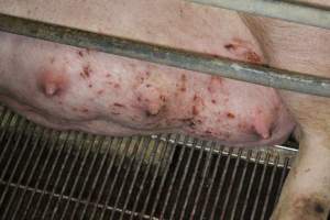 Sow with skin condition - Australian pig farming - Captured at Corowa Piggery & Abattoir, Redlands NSW Australia.