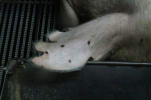 Farrowing crates at Bungowannah Piggery NSW - Australian pig farming - Captured at Bungowannah Piggery, Bungowannah NSW Australia.