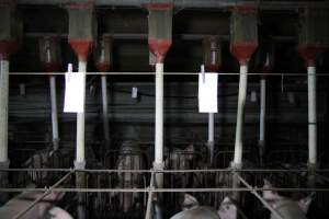 Sow stalls - Australian pig farming - Captured at CEFN Breeding Unit #2, Leyburn QLD Australia.