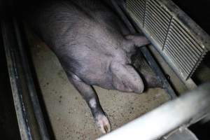 Farrowing crates at Wellington Piggery SA - Australian pig farming - Captured at Wellington Piggery, Wellington SA Australia.