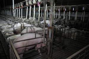 Wide view of sow stalls - Australian pig farming - Captured at CEFN Breeding Unit #2, Leyburn QLD Australia.