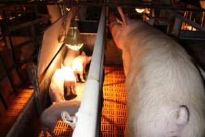 Farrowing crates at Huntly Piggery NSW - Australian pig farming - Captured at Huntly Piggery, Huntly North VIC Australia.