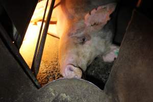 Farrowing crates at Culcairn Piggery NSW - Australian pig farming - Captured at Culcairn Piggery, Culcairn NSW Australia.