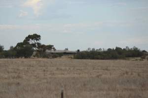 Sheds seen from road - Australian pig farming - Captured at Light Piggery, Lower Light SA Australia.