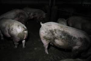 Group sow housing - Australian pig farming - Captured at CEFN Breeding Unit #2, Leyburn QLD Australia.