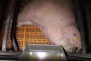 Farrowing crates at Wasleys Piggery SA - Australian pig farming - Captured at Wasleys Piggery, Pinkerton Plains SA Australia.