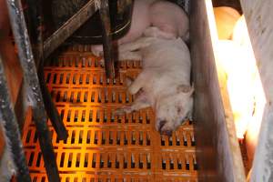 Farrowing crates at Huntly Piggery NSW - Australian pig farming - Captured at Huntly Piggery, Huntly North VIC Australia.