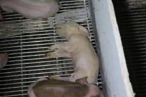 Dead piglet in farrowing crate - Australian pig farming - Captured at Corowa Piggery & Abattoir, Redlands NSW Australia.