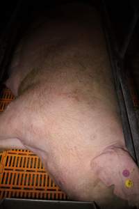 Farrowing crates at Wasleys Piggery SA - Australian pig farming - Captured at Wasleys Piggery, Pinkerton Plains SA Australia.