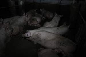 Group sow housing - Australian pig farming - Captured at CEFN Breeding Unit #2, Leyburn QLD Australia.