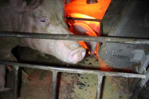 Farrowing crates at Finniss Park Piggery SA - Australian pig farming - Captured at Finniss Park Piggery, Mannum SA Australia.