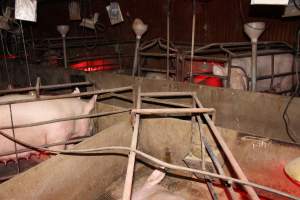 Farrowing crates at Springview Piggery NSW - Australian pig farming - Captured at Springview Piggery, Gooloogong NSW Australia.