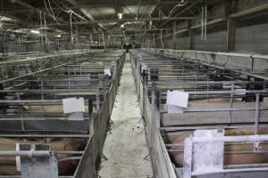 Looking down aisle of farrowing shed - Australian pig farming - Captured at Corowa Piggery & Abattoir, Redlands NSW Australia.