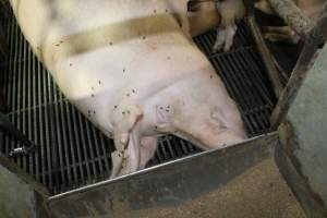 Farrowing crates at Bungowannah Piggery NSW - Australian pig farming - Captured at Bungowannah Piggery, Bungowannah NSW Australia.