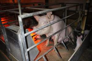 Farrowing crates at Finniss Park Piggery SA - Australian pig farming - Captured at Finniss Park Piggery, Mannum SA Australia.