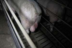 Boars in boar stalls - Australian pig farming - Captured at CEFN Breeding Unit #2, Leyburn QLD Australia.