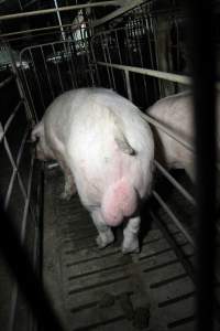 Boars in boar stalls - Australian pig farming - Captured at CEFN Breeding Unit #2, Leyburn QLD Australia.