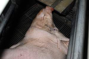 Farrowing crates at Selko Piggery NSW - Australian pig farming - Captured at Selko Piggery, Narrandera NSW Australia.