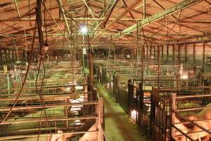 Farrowing crates at St Arnaud Piggery VIC - Australian pig farming - Captured at St Arnaud Piggery Units 2 & 3, Saint Arnaud VIC Australia.